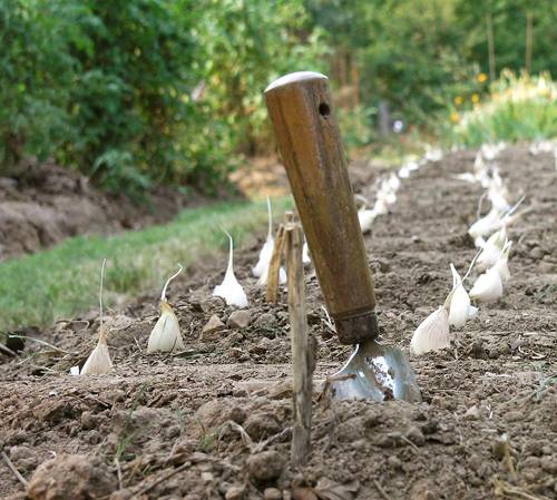 Planting onions and garlic before winter