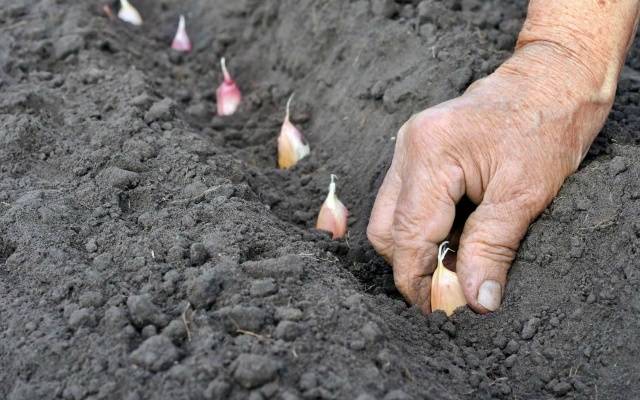 Planting onions and garlic before winter