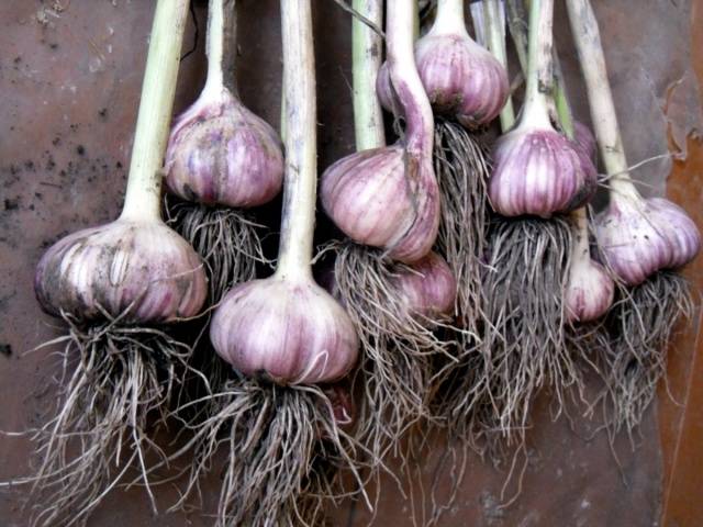 Planting onions and garlic before winter