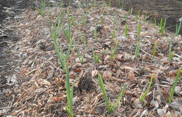 Planting onions and garlic before winter