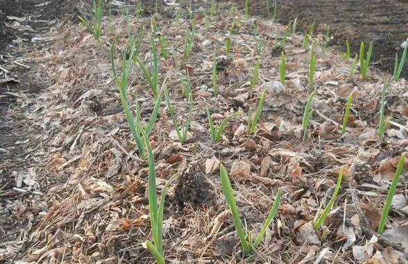 Planting onions and garlic before winter