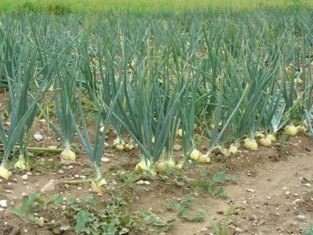 Planting onions and garlic before winter