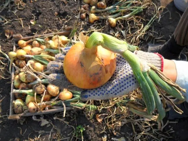 Planting onions and garlic before winter