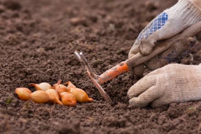 Planting onions and garlic before winter