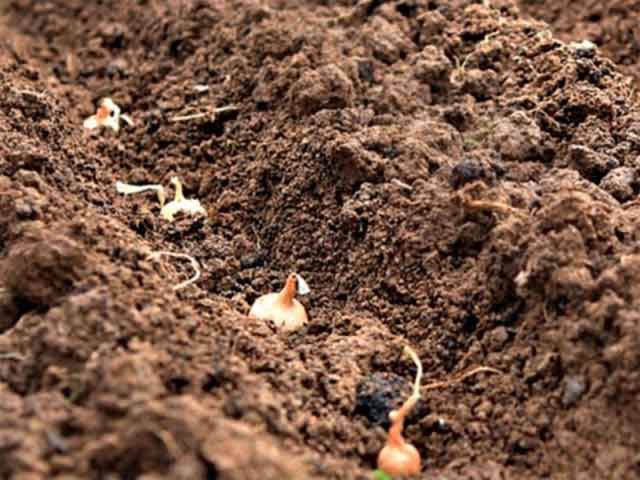 Planting onions and garlic before winter