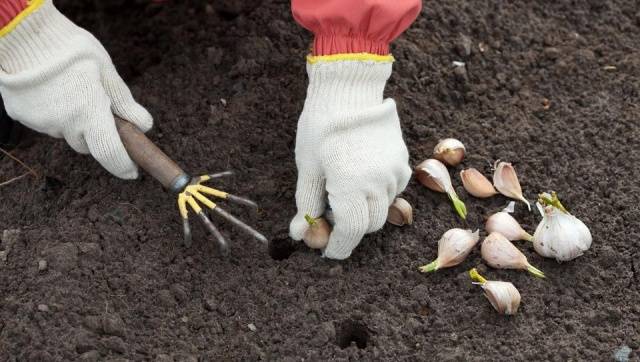 Planting onions and garlic before winter