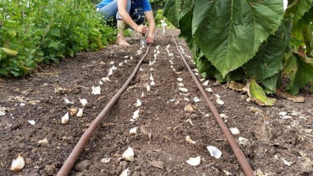 Planting onions and garlic before winter