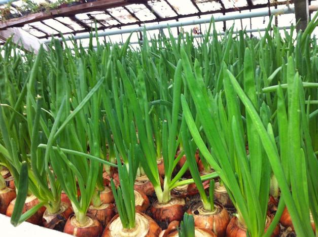 Planting onions on a feather (on greens) in a greenhouse in spring: the best varieties, growing features, yield