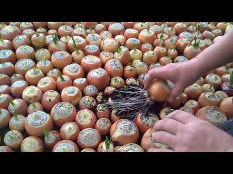 Planting onions on a feather (on greens) in a greenhouse in spring: the best varieties, growing features, yield