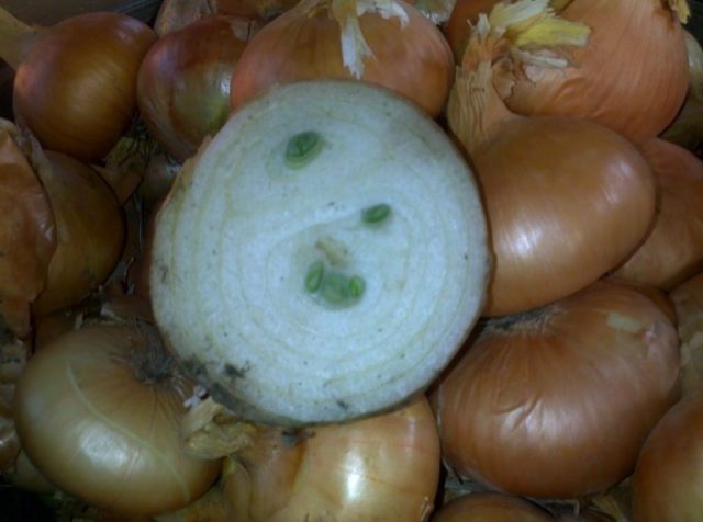 Planting onions on a feather (on greens) in a greenhouse in spring: the best varieties, growing features, yield