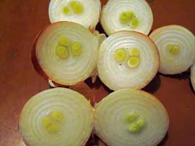 Planting onions on a feather (on greens) in a greenhouse in spring: the best varieties, growing features, yield