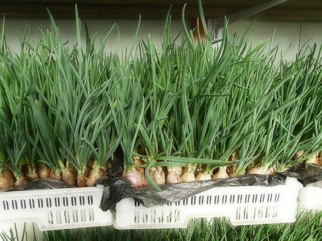 Planting onions on a feather (on greens) in a greenhouse in spring: the best varieties, growing features, yield