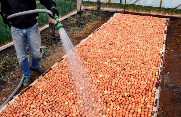 Planting onions on a feather (on greens) in a greenhouse in spring: the best varieties, growing features, yield