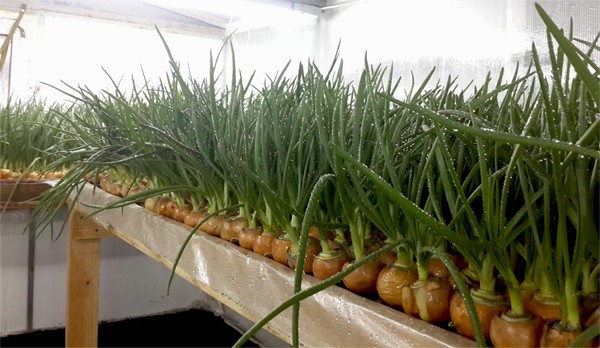 Planting onions on a feather (on greens) in a greenhouse in spring: the best varieties, growing features, yield