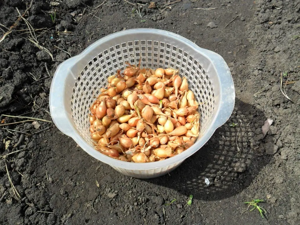 Planting onions: the main techniques that must be followed