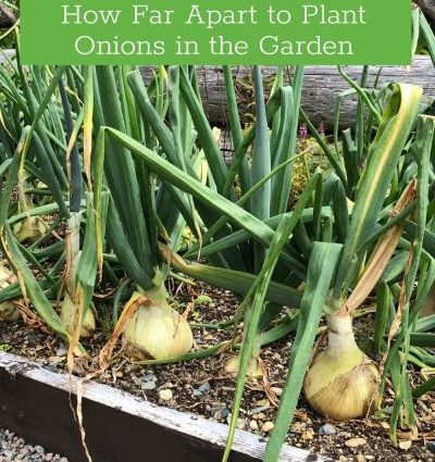 Planting onions: the main techniques that must be followed