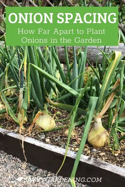 Planting onions: the main techniques that must be followed