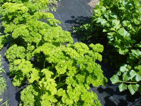 Planting parsley for quick emergence: rules and tips