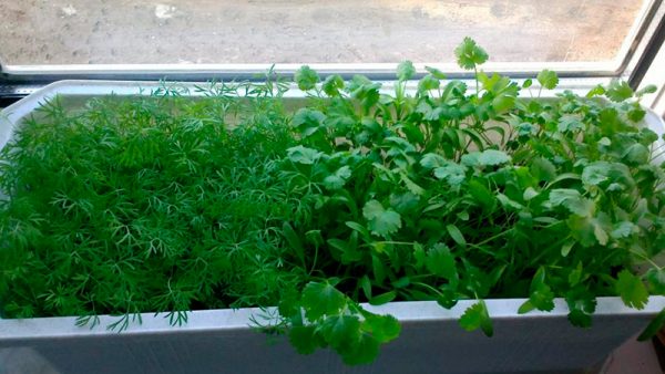 Planting parsley for quick emergence: rules and tips