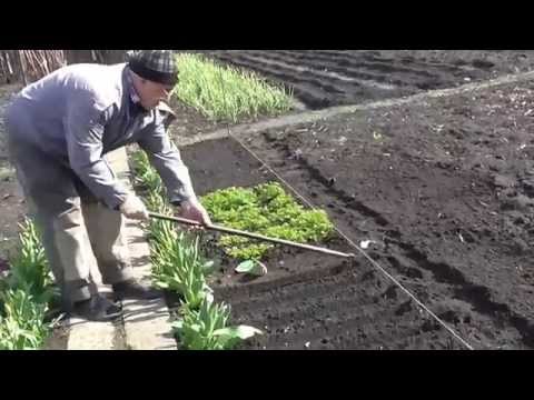 Planting parsley for quick emergence: rules and tips