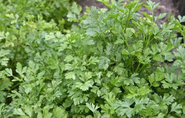 Planting parsley for quick emergence: rules and tips