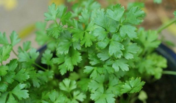 Planting parsley for quick emergence: rules and tips