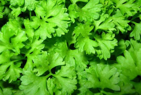 Planting parsley for quick emergence: rules and tips