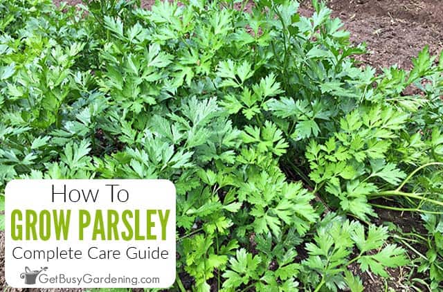 Planting parsley for quick emergence: rules and tips