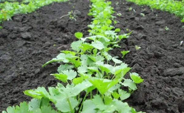 Planting parsley in spring in open ground: tips