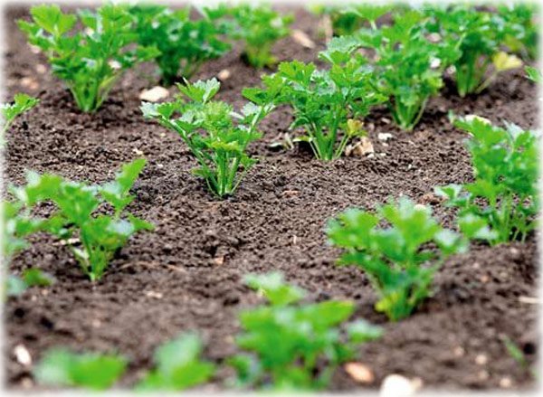 Planting parsley in spring in open ground: tips