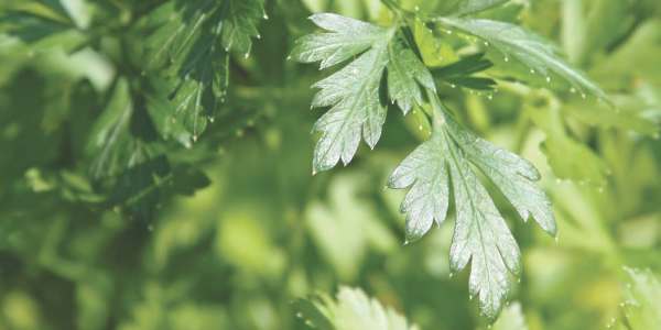 Planting parsley in spring in open ground: tips