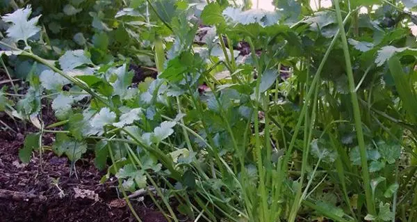 Planting parsley in spring in open ground: tips