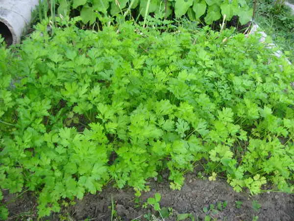 Planting parsley in spring in open ground: tips