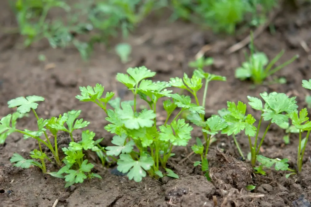 Planting parsley in spring in open ground: tips