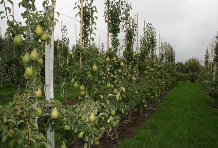 Planting pear seedlings in spring and summer