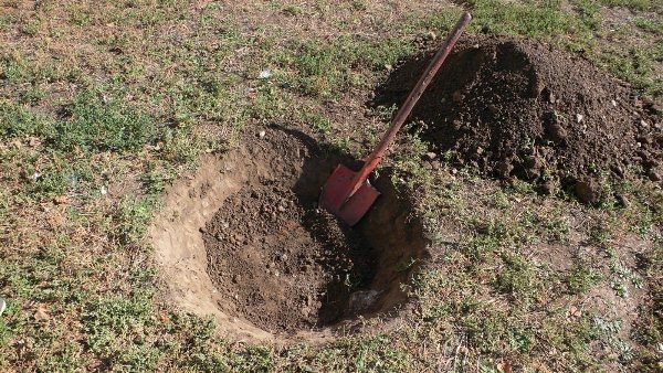 Planting pear seedlings in spring and summer