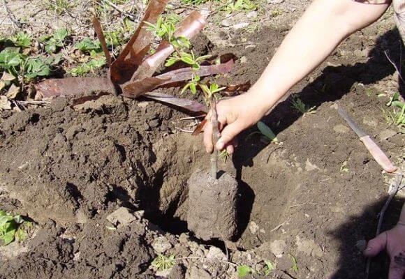 Planting pear seedlings in spring and summer