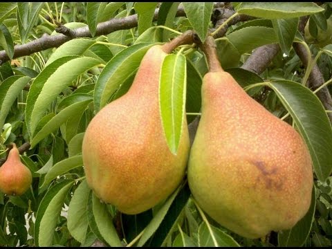 Planting pear seedlings in spring and summer