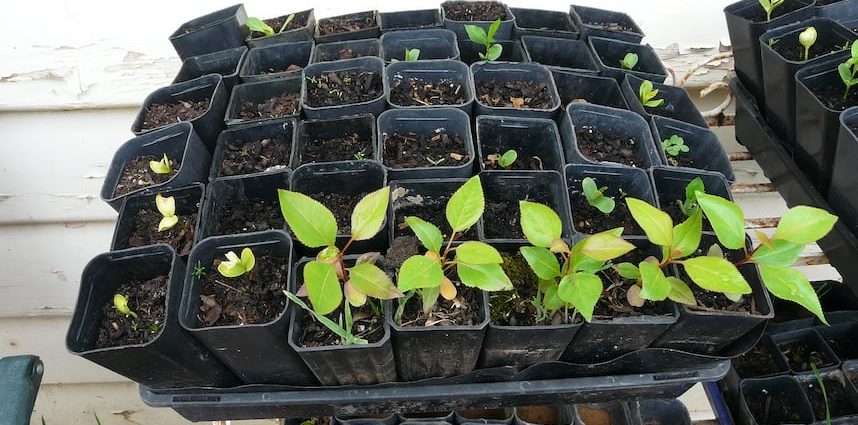 Planting pear seedlings in spring and summer