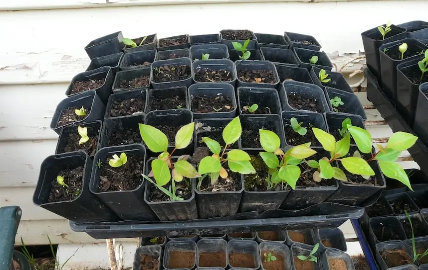 Planting pear seedlings in spring and summer