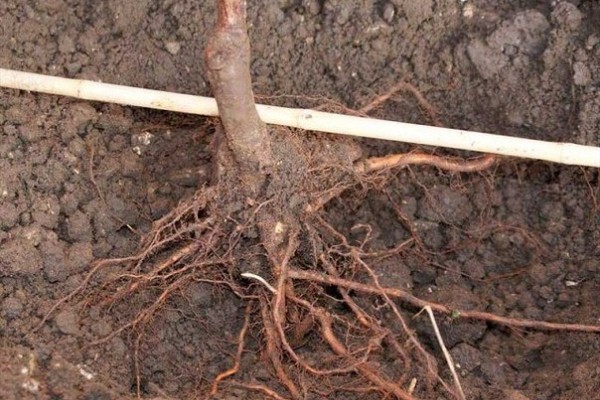 Planting pear seedlings in spring: detailed instructions