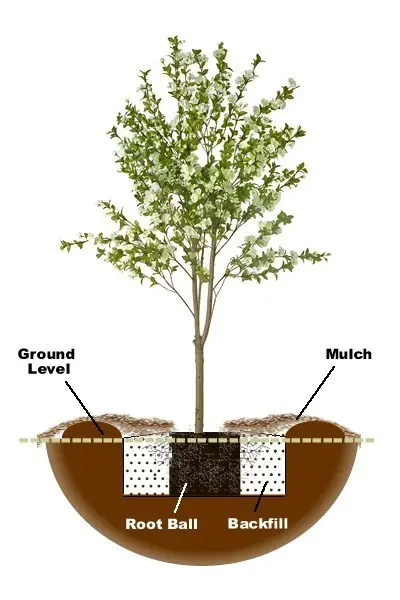 Planting pear seedlings in spring: detailed instructions