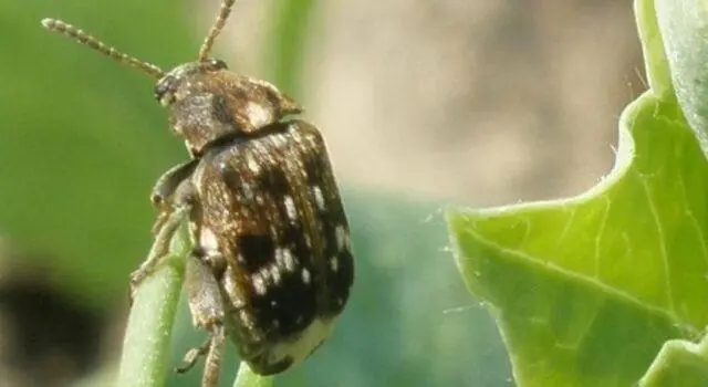 Planting peas in open ground with seeds in spring: photo and video