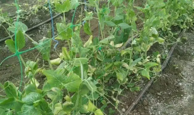 Planting peas in open ground with seeds in spring: photo and video