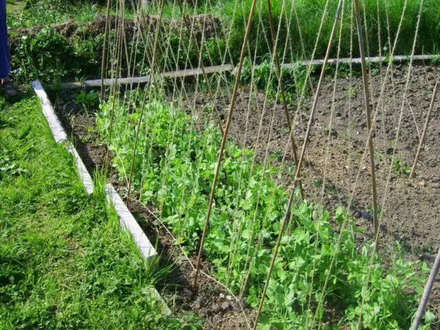 Planting peas in open ground with seeds in spring: photo and video