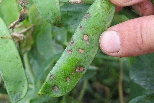 Planting peas in open ground with seeds in spring: photo and video