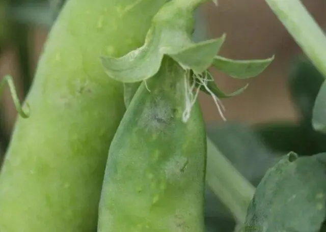 Planting peas in open ground with seeds in spring: photo and video