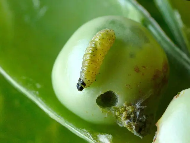 Planting peas in open ground with seeds in spring: photo and video