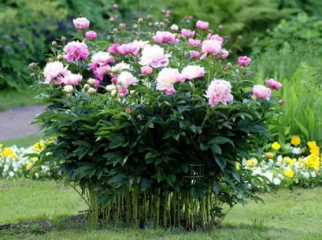 Planting peonies in spring in open ground: terms, rules, tips, step by step instructions