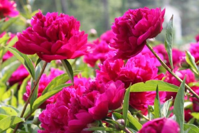 Planting peonies in spring in open ground: terms, rules, tips, step by step instructions